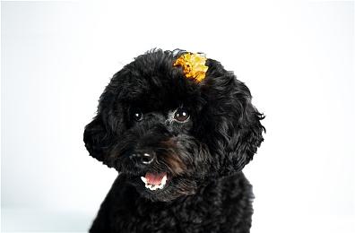 《战神》总监预热《战神6》 将和洛基有关